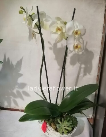 Pianta di Phaleonopsis, diversi colori a richiesta.