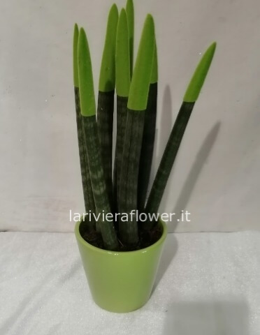pianta di sanseviera cilindrica piccola